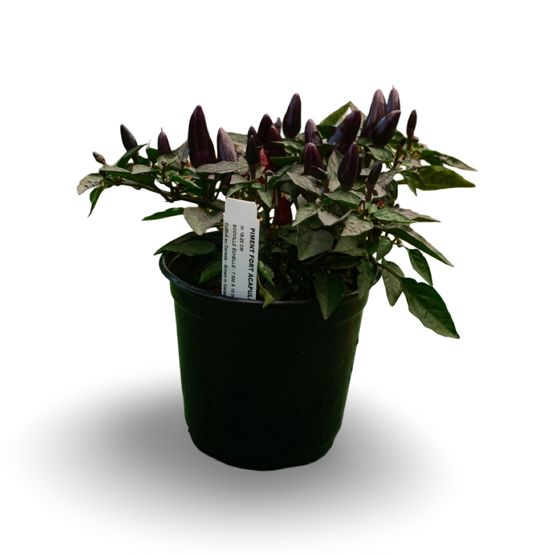 Acapulco Purple Hot Pepper (5")