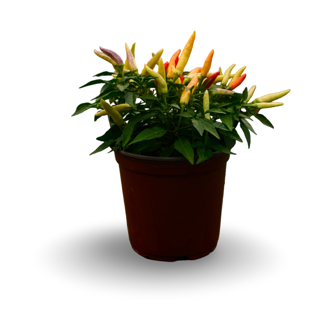 Basket of Fire Hot Pepper (5")