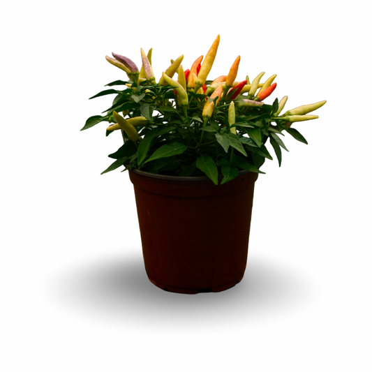 Basket of Fire Hot Pepper (5")