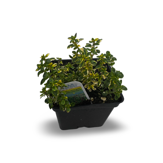 Lemon thyme (4.5") 