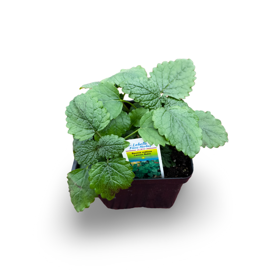 Lemon Balm Lemongrass Balm (4.5")