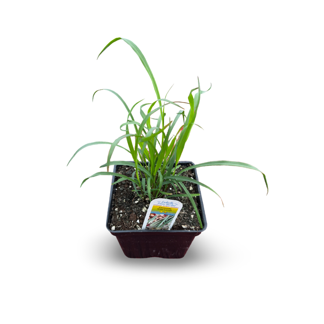 Lemongrass (4.5")