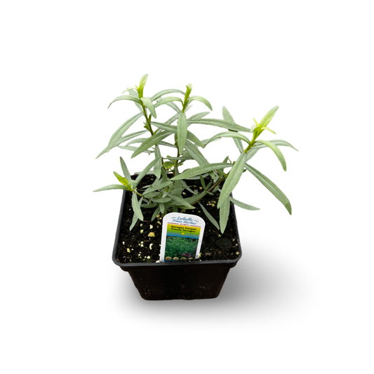 French Tarragon