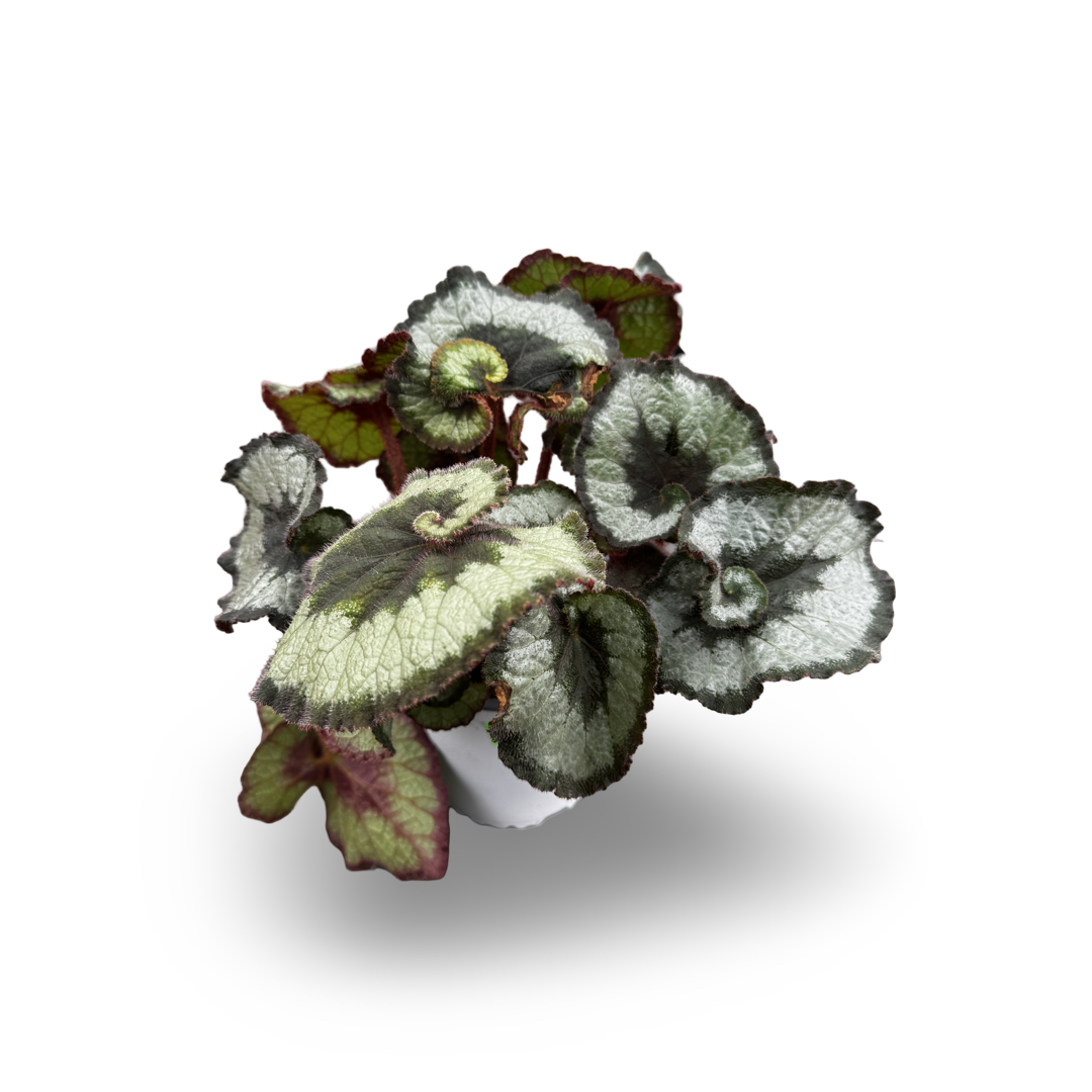 Begonia Rex (4,5")