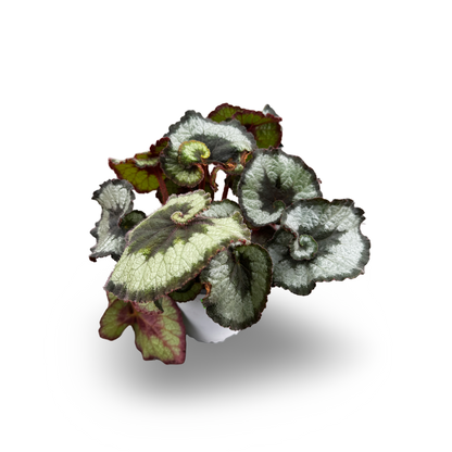 Begonia Rex (4,5")