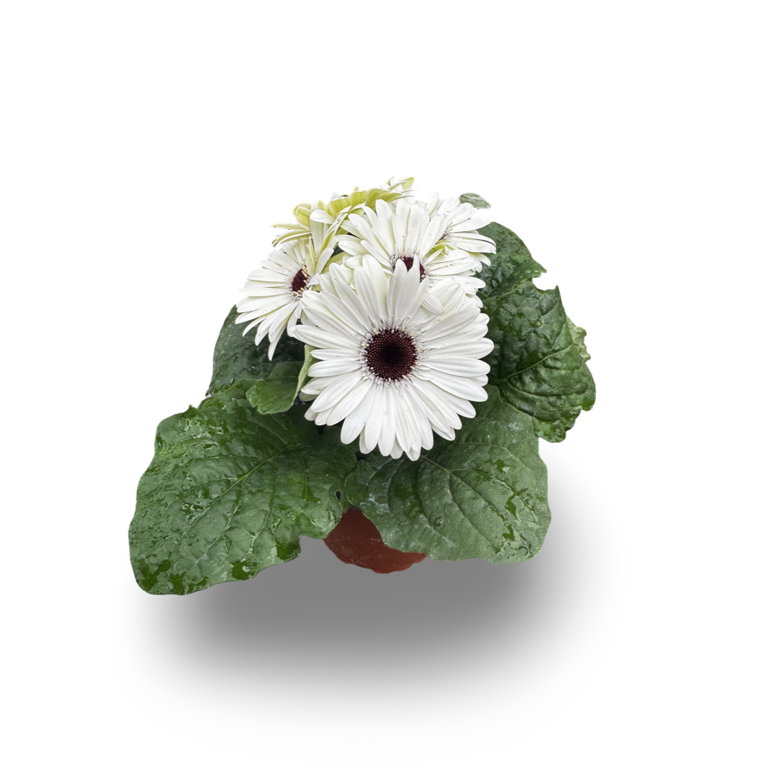 Gerbera (4.5")