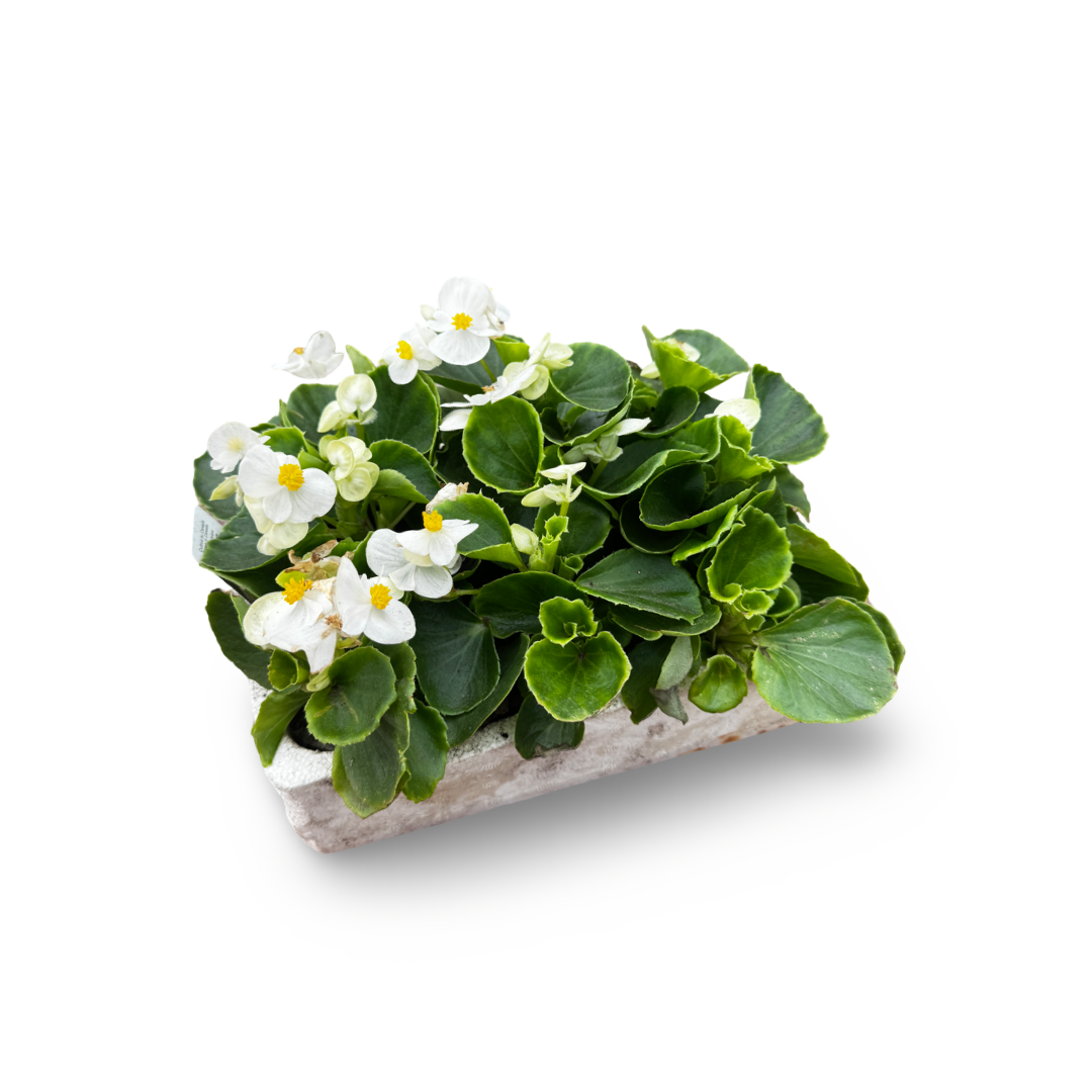 Wax Begonias (Semperflorens) – Tray of 9