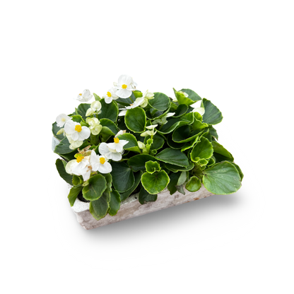 Wax Begonias (Semperflorens) – Tray of 9