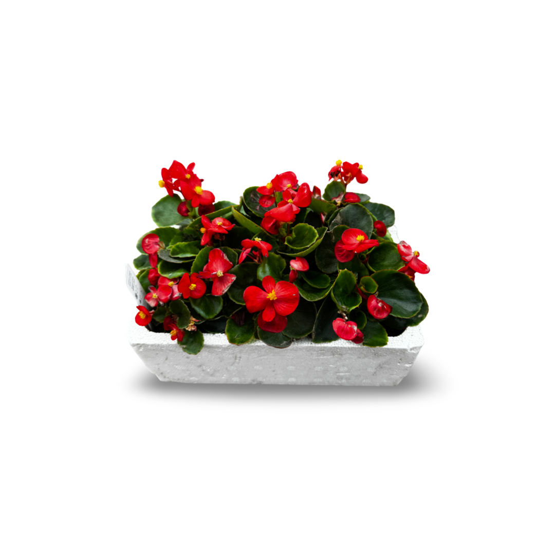 Wax Begonias (Semperflorens) – Tray of 9