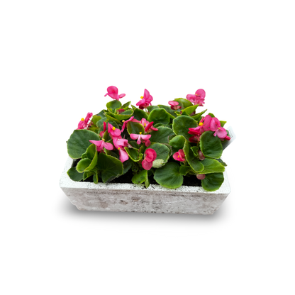Wax Begonias (Semperflorens) – Tray of 9
