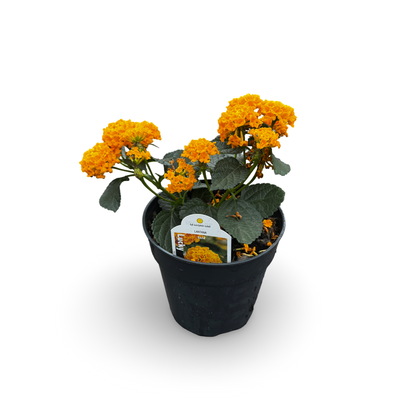 Lantana (4.5")