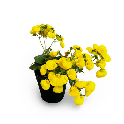Calceolaria (5")
