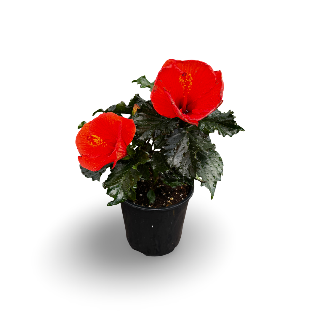 Hibiscus (5")