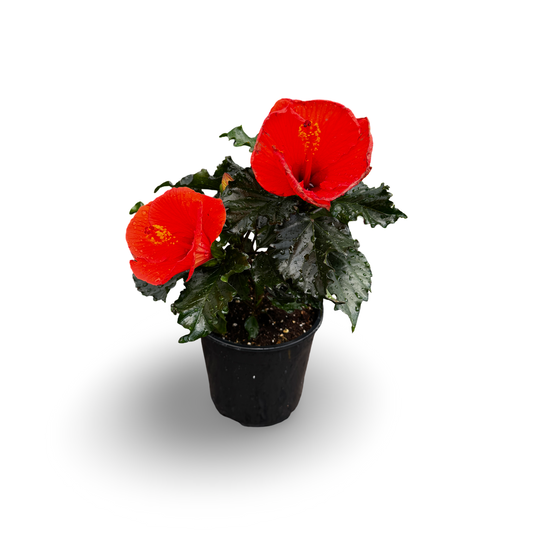 Hibiscus (5")