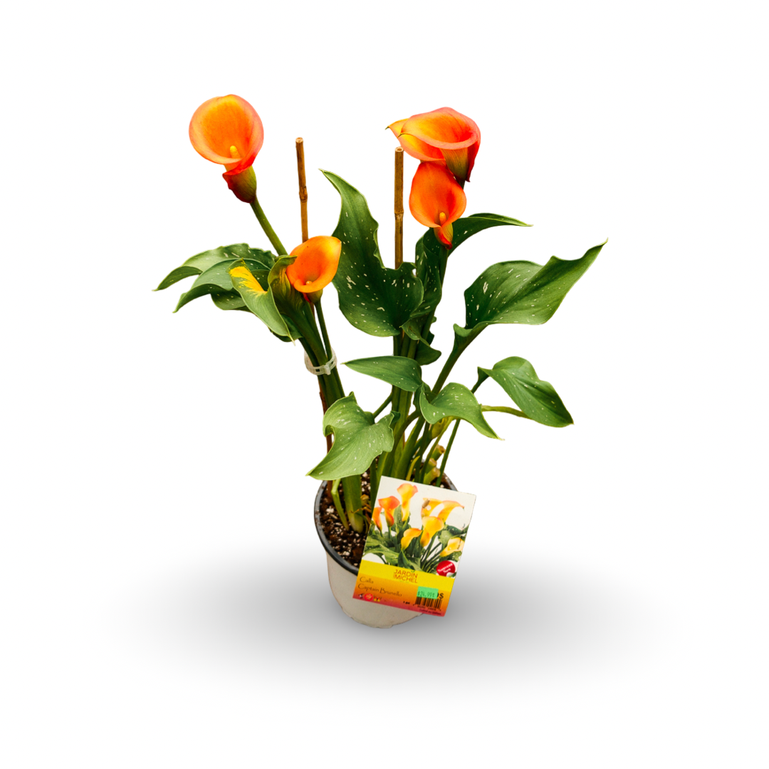 Lys de Calla (6")