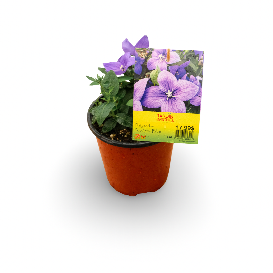Platycodon 'Pop Star Blue' (6")