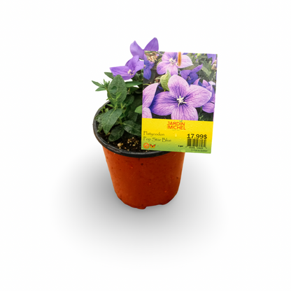 Platycodon 'Pop Star Blue' (6")