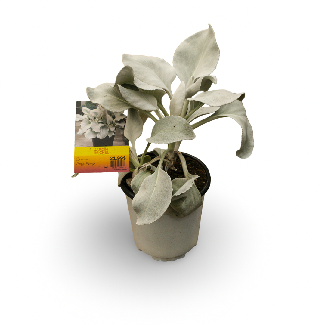 Senecio "Ailes d'anges" (6")
