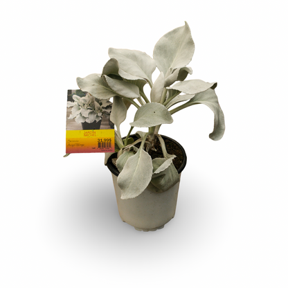 Senecio "Ailes d'anges" (6")