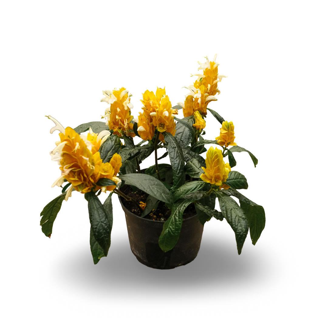 Plant de crevette (6")