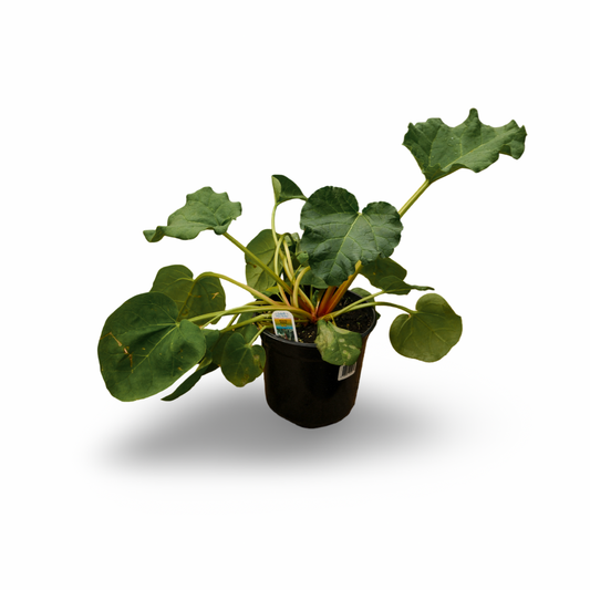 Rhubarbe (6")