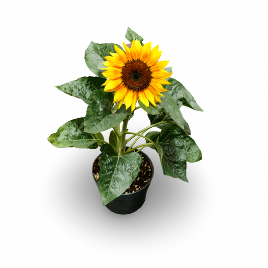 Tournesol nain (6")