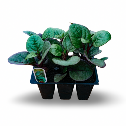 Malabar Spinach (x6)