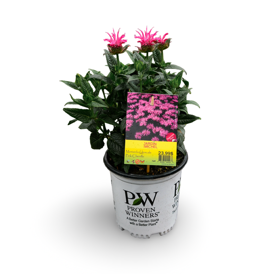 Coneflower 'PowWow Wild Berry' (6")
