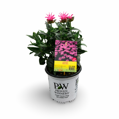 Coneflower 'PowWow Wild Berry' (6")