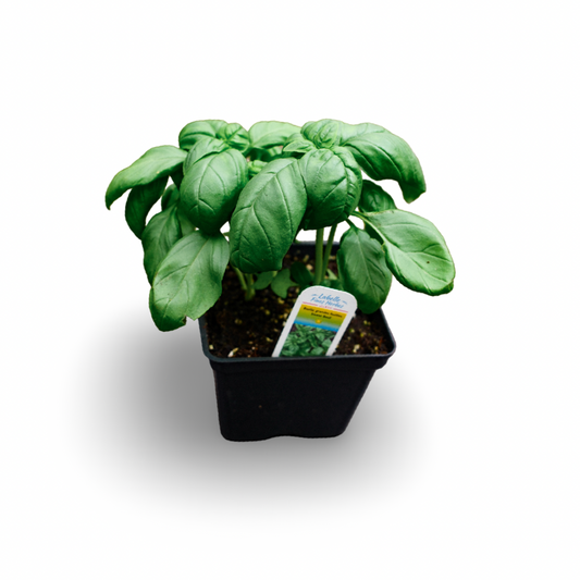 Basil Genovese (4.5")