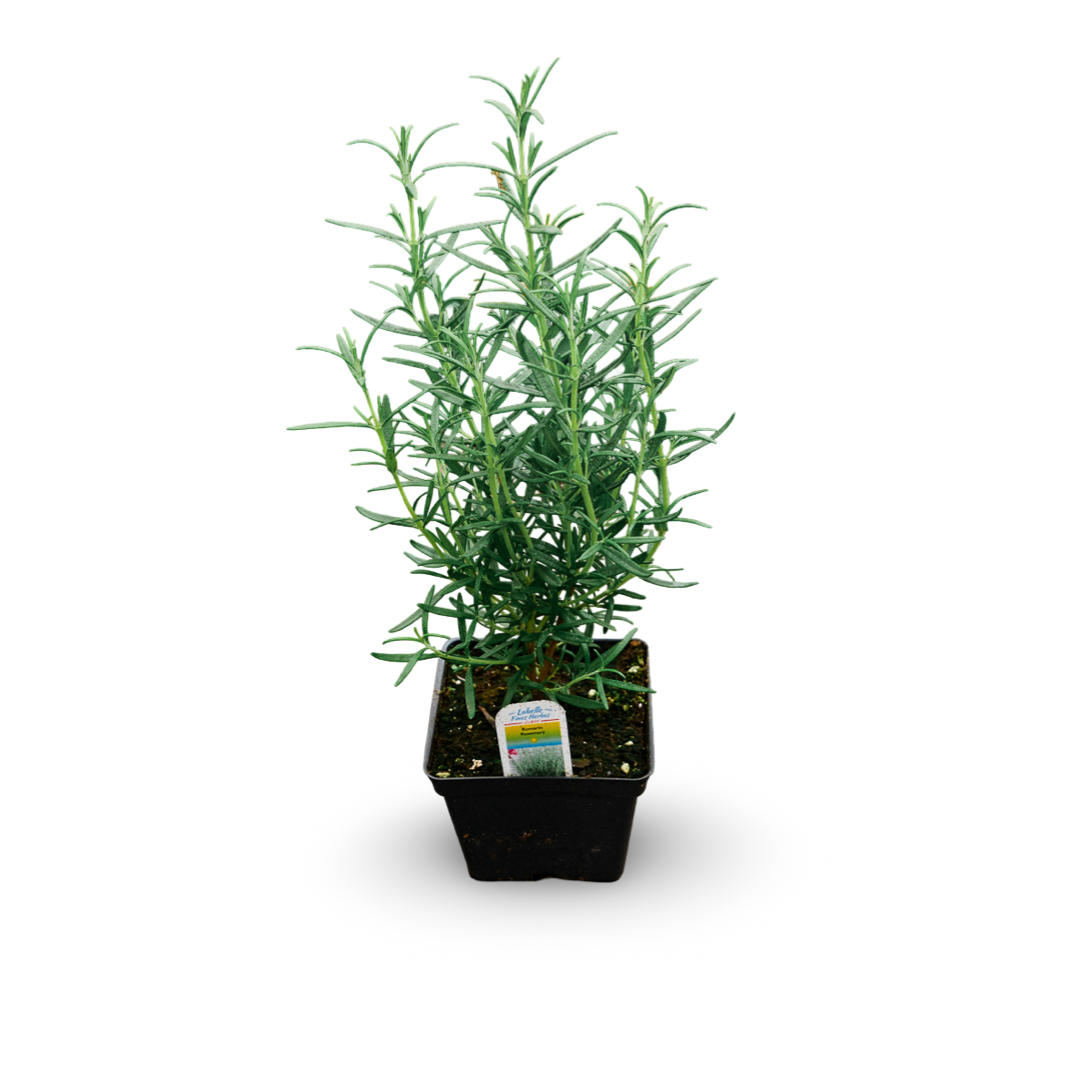 Rosemary (4.5")