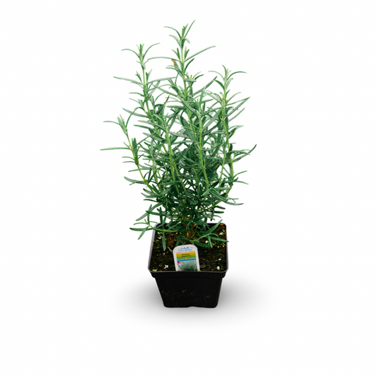 Rosemary (4.5")