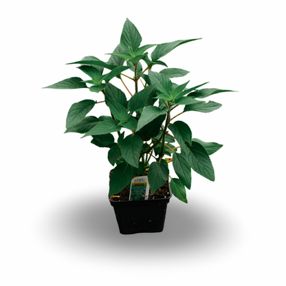 Sauge ananas (4,5")