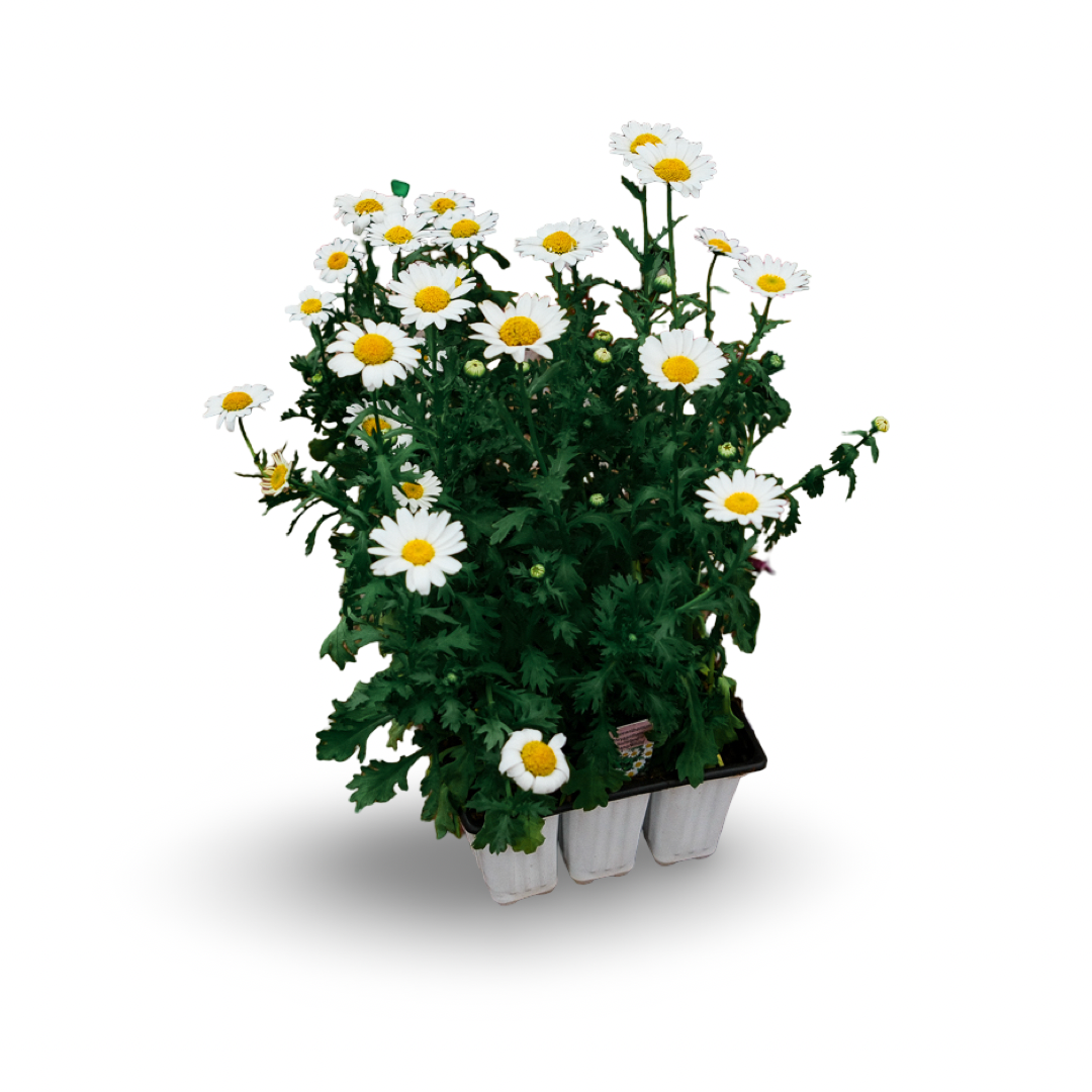 Marguerite vivace (x9)