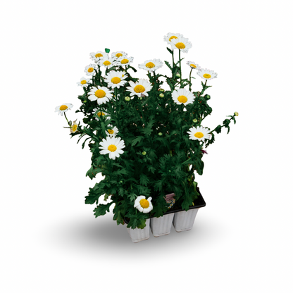 Marguerite vivace (x9)