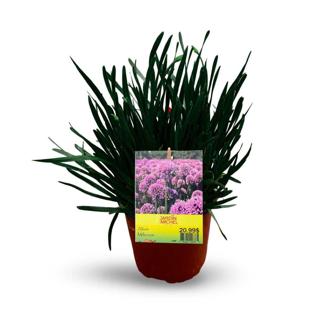 Allium Millenium (6")