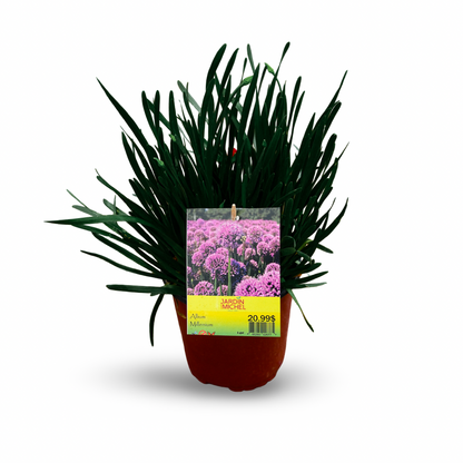 Allium Millenium (6")