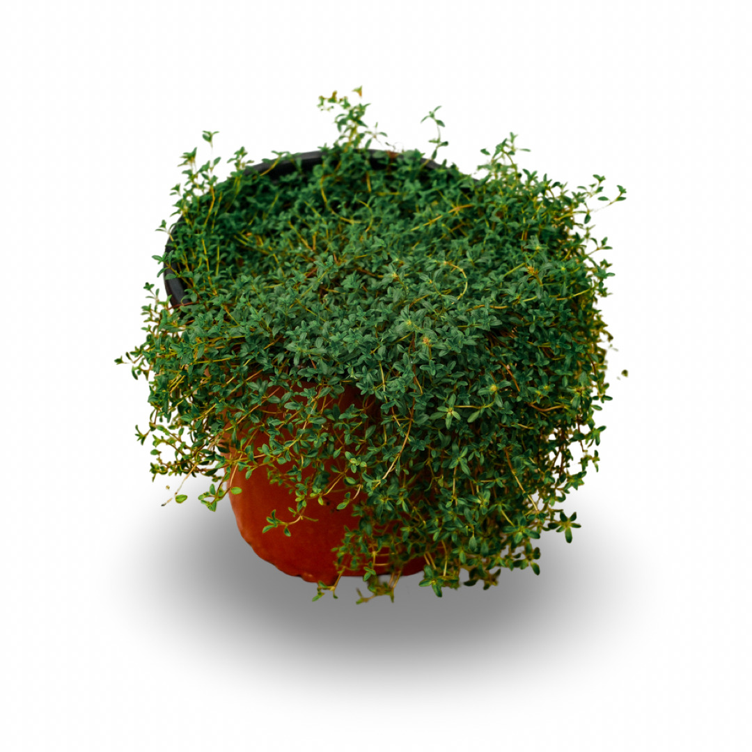 Thym serpolet (6")