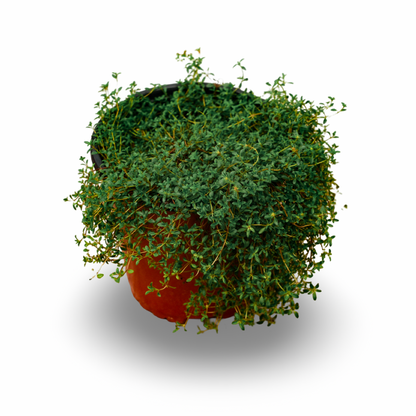Thym serpolet (6")