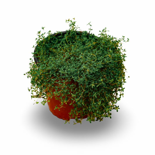 Thym serpolet (6")