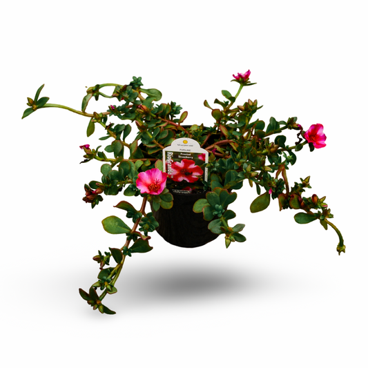 Portulaca (4,5")