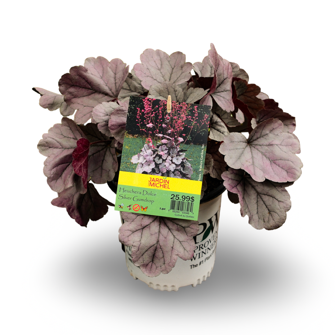 Heuchera Dolce 'Silver Gumdrop' (6")