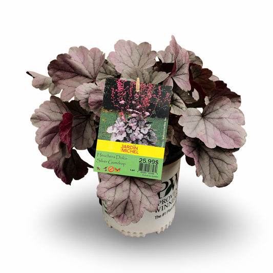 Heuchera Dolce 'Silver Gumdrop' (6")
