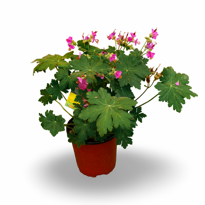 Geranium 'Bevan's Variety (6")