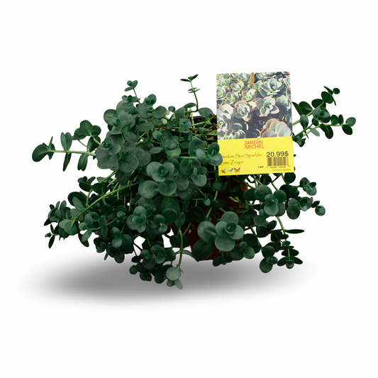 Sedum vivace 'Sun Sparkler Lune Zinger' (6")