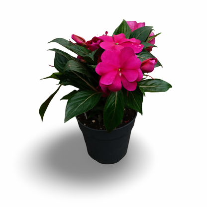 New Guinea Impatiens (4.5")