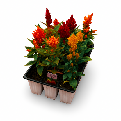 Celosia (x9)