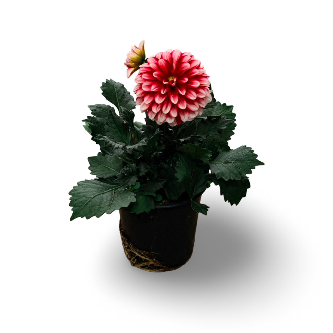 Dahlia (5")