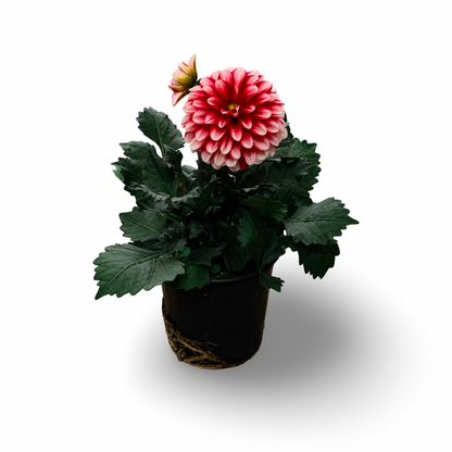 Dahlia (5")