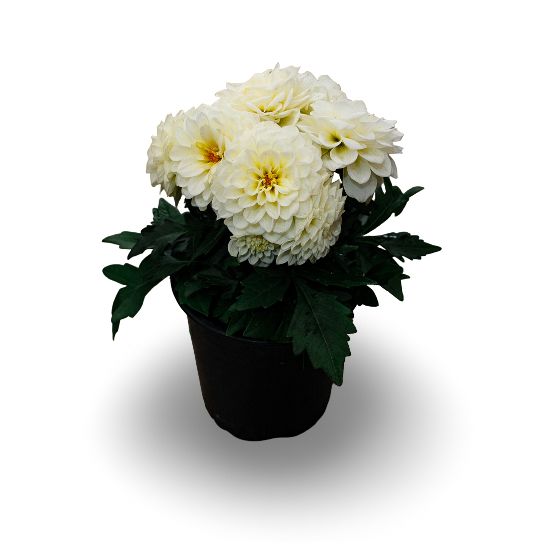 Dahlia (5")